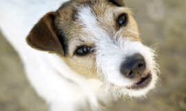 Come Addestrare Al Meglio Il Tuo Cane