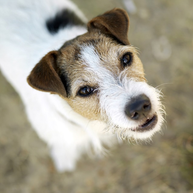 Scopri di più sull'articolo Come Addestrare Al Meglio Il Tuo Cane